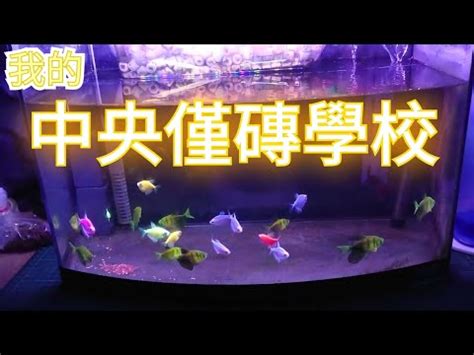 金磚魚好養嗎|金磚魚好養嗎？